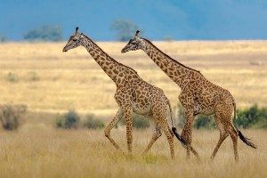 Safari op maat Tanzania