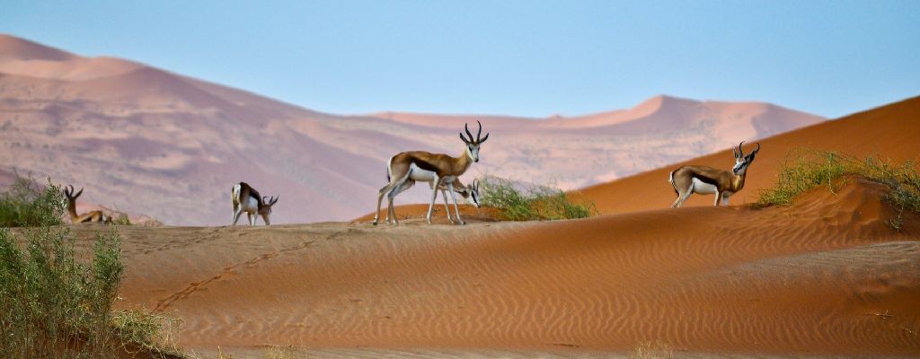 safari-Namibie